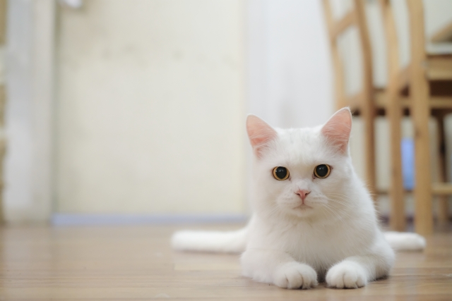 ひろ動物病院