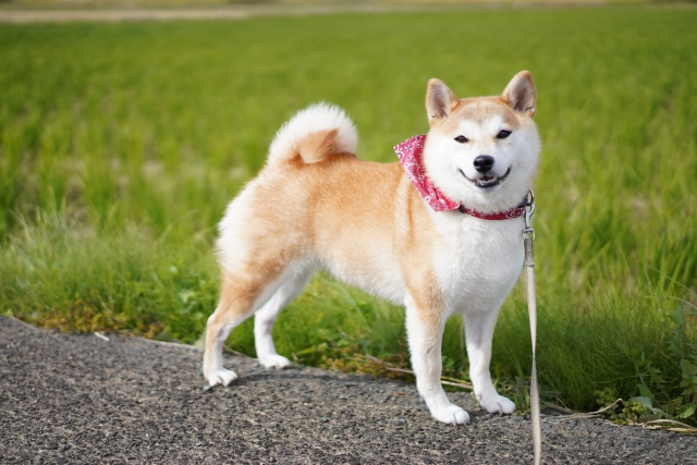 ひろ動物病院