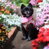 ひろ動物病院