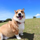 ８月の薬・フード注文について