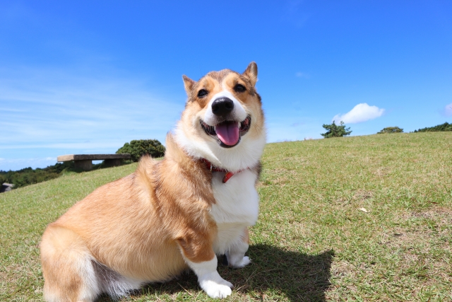 ひろ動物病院