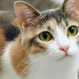 【11月】臨時休診のお知らせ